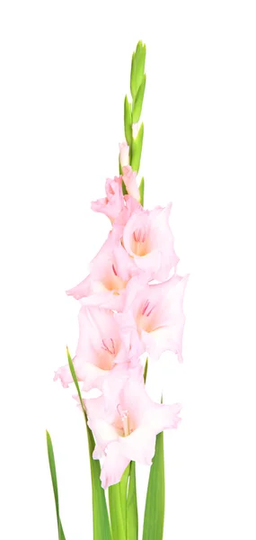 Beautiful gladiolus flower isolated on white — Stock Photo, Image