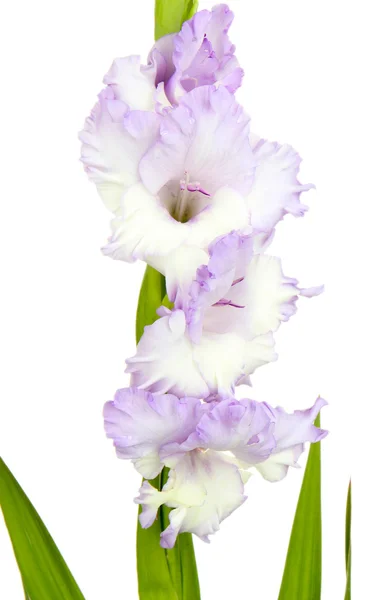 Belle fleur de gladiole isolée sur blanc — Photo