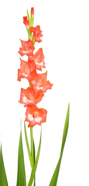 Krásný mečík květina izolované na bílém — Stock fotografie