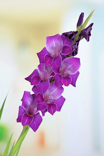 Beautiful gladiolus flower on bright background — Stock Photo, Image