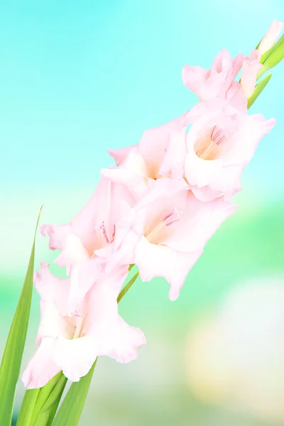 Schöne Gladiolenblume auf hellem Hintergrund — Stockfoto