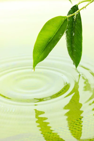 Folhas verdes com reflexão na água — Fotografia de Stock
