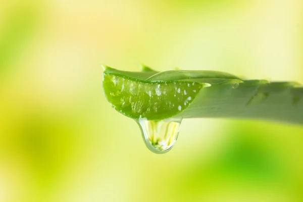 Aloe leaf with drop on natural background — Stock Photo, Image