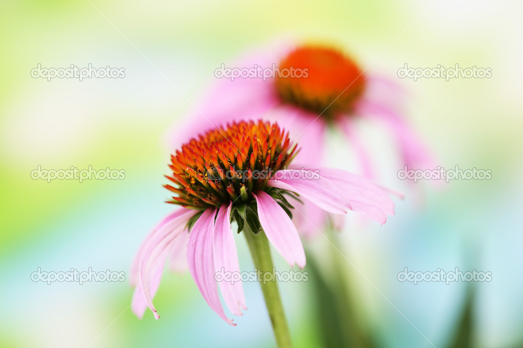 Echinacea flowers, outdoors