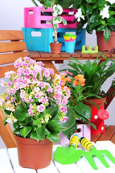 Muitas flores bonitas em potes no quarto close-up — Fotografia de Stock