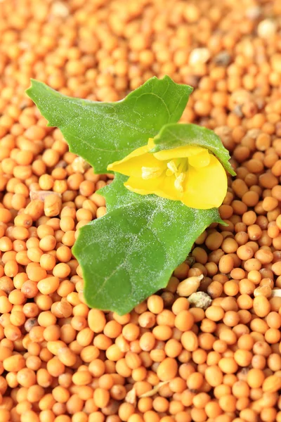 Sementes de mostarda com flor de mostarda, close-up — Fotografia de Stock