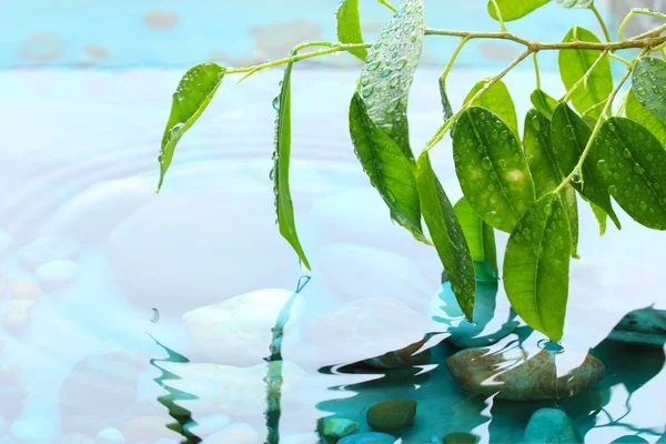 Green leaves with reflection in water — Stock Photo, Image