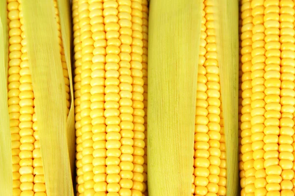 Crude corns close-up — Stock Photo, Image