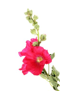 pembe ebegümeci çiçekler, üzerinde beyaz izole