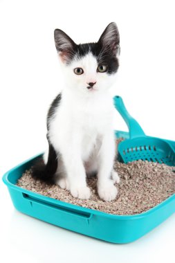 beyaz izole mavi plastik çöp kedi de küçük kedi
