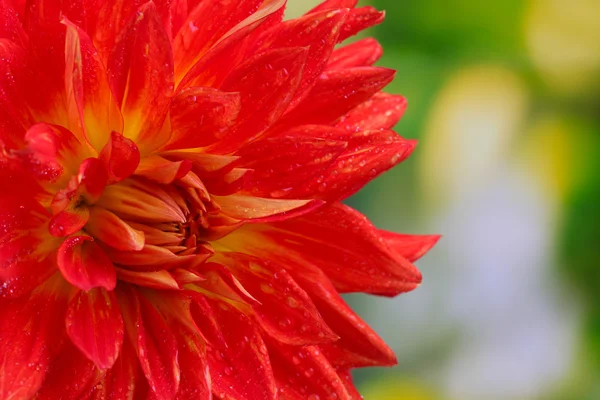 Flor de dalia roja de otoño en el jardín —  Fotos de Stock