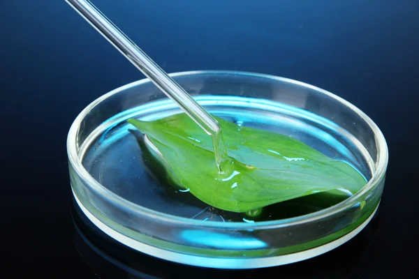 Kémiai kutatás a sötét kék hátteret a Petri-csészében — Stock Fotó