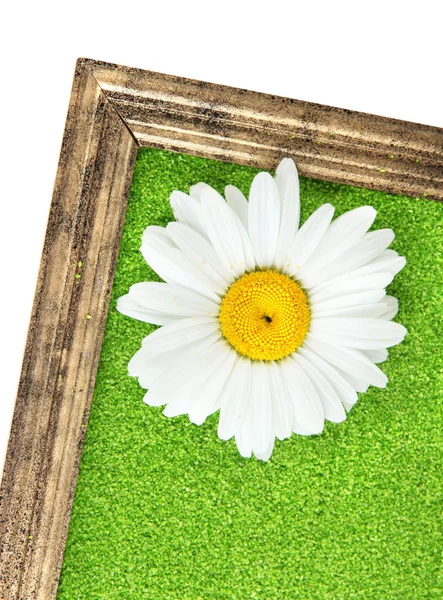 Renkli dekoratif kum üzerinde beyaz izole çiçeklerle resmini — Stok fotoğraf