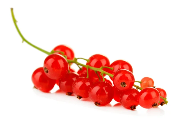 Branche de groseille rouge isolée sur blanc — Photo