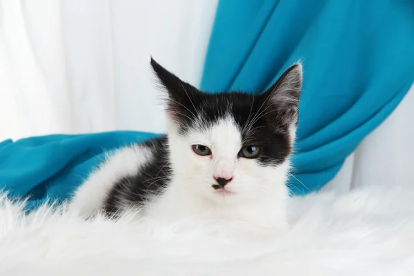 Malé kotě na bílém koberci na pozadí tkaniny — Stock fotografie