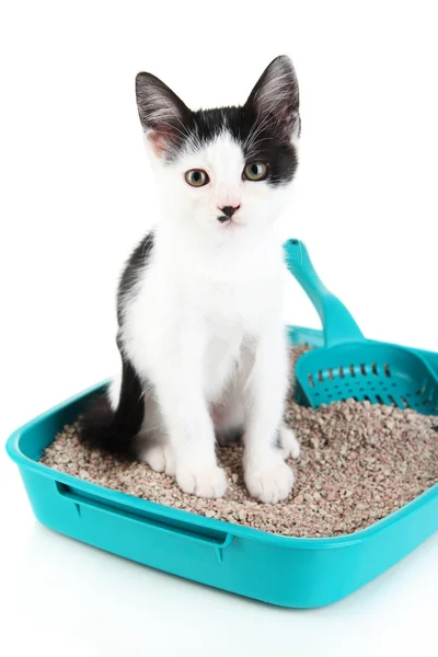 Beyaz izole mavi plastik çöp kedi de küçük kedi — Stok fotoğraf