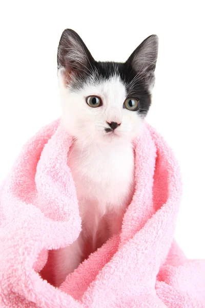 Petit chaton en serviette rose isolé sur blanc — Photo