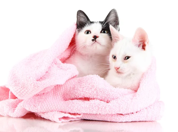 Két kis cica rózsaszín törülközőt elszigetelt fehér — Stock Fotó