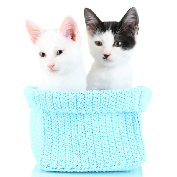 Dois gatinho pequeno em cesta de tricô azul isolado em branco — Fotografia de Stock