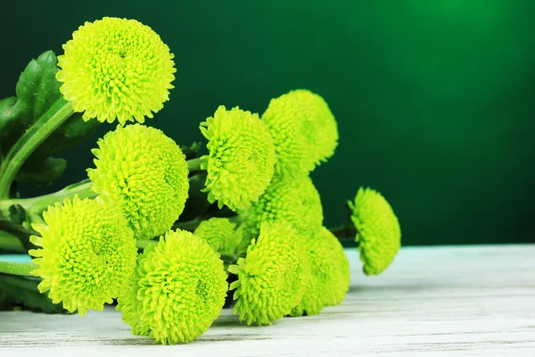 Bellissimo crisantemo verde sul tavolo su sfondo verde scuro — Foto Stock