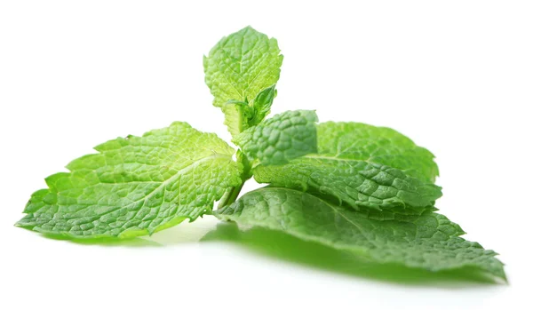 Hojas frescas de menta aisladas en blanco — Foto de Stock