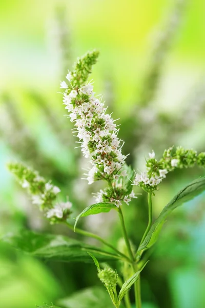 Fresh mint flowers in garden — Stock Photo, Image