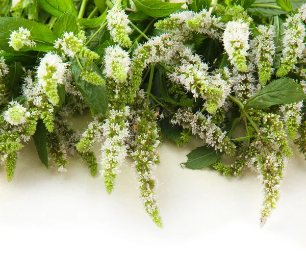 Fresh mint flowers on beige background