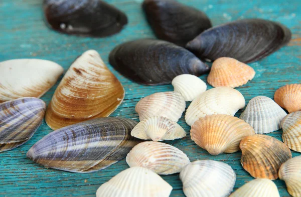 Sea seashells on blue wooden table close-up — Stock Photo, Image