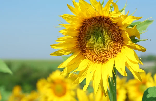 Beautiful sunflower in the field, close up — Stock Photo, Image