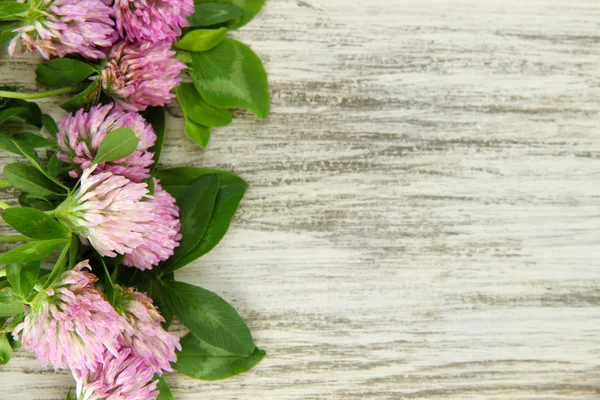 Clover flowers on wooden background — Stock Photo, Image