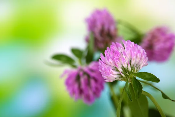 Clover blommor, utomhus — Stockfoto