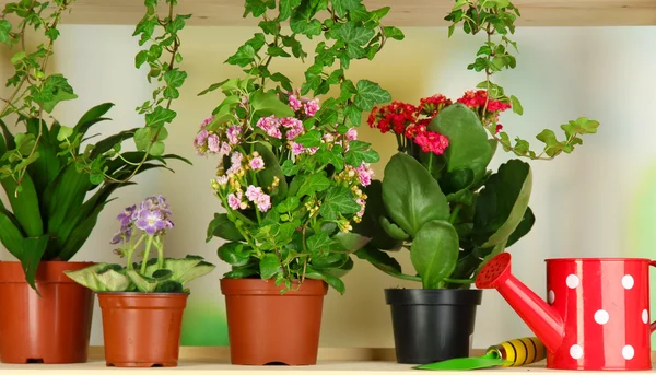 Mooie bloemen in potten op houten planken op natuurlijke achtergrond — Stockfoto