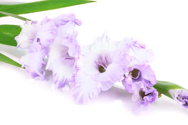 Hermosa flor de gladiolo aislada en blanco —  Fotos de Stock