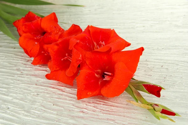 Schöne Gladiolenblüte aus nächster Nähe — Stockfoto