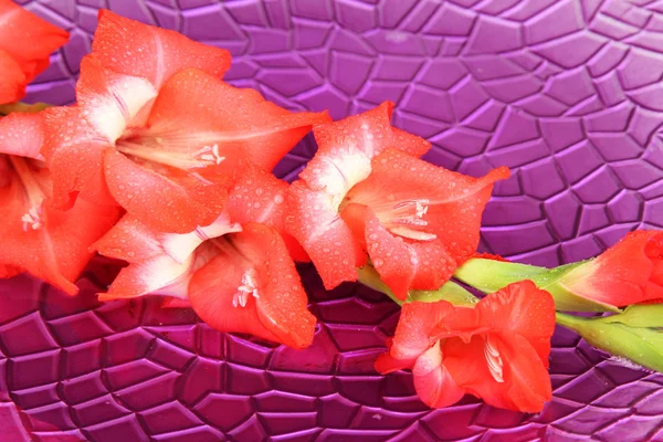 Bela flor gladiolus na água sobre fundo roxo — Fotografia de Stock