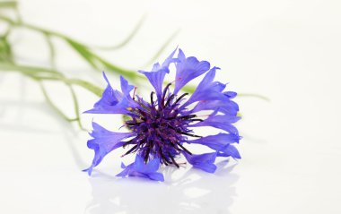 güzel peygamberçiçeği, üzerinde beyaz izole