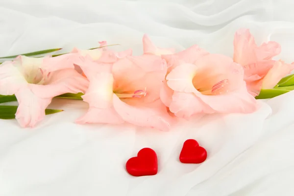 Beyaz kumaş arka plan güzel Glayöl çiçek — Stok fotoğraf