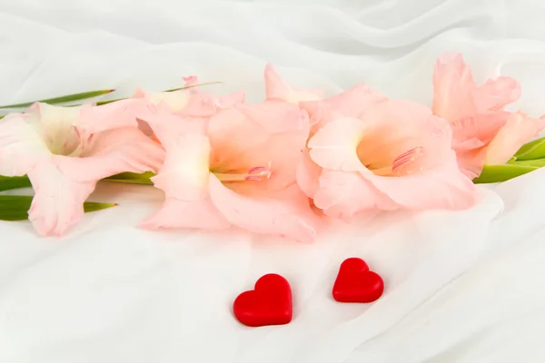 Beautiful gladiolus flower on white fabric background — Stock Photo, Image