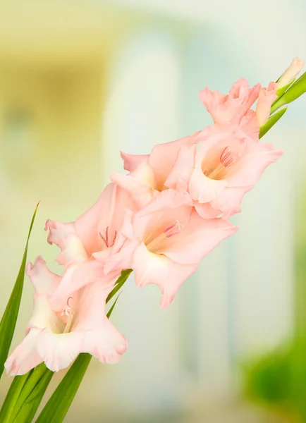 Красивый цветок гладиолуса на ярком фоне — стоковое фото