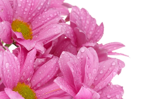 Beau chrysanthème isolé sur blanc — Photo