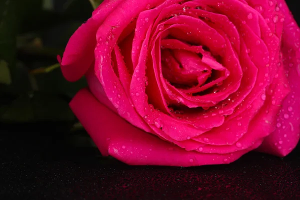 Όμορφο ροζ τριαντάφυλλο σε μαύρο φόντο κοντινό πλάνο — Φωτογραφία Αρχείου