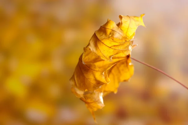 Trockenes Herbst-Ahornblatt auf gelbem Hintergrund — Stockfoto