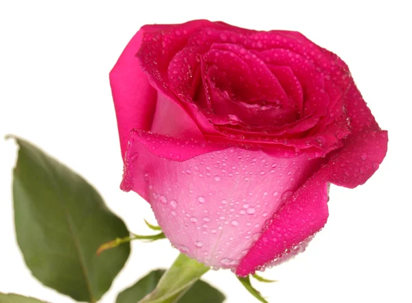 Rosa rosa hermosa sobre fondo blanco primer plano — Foto de Stock