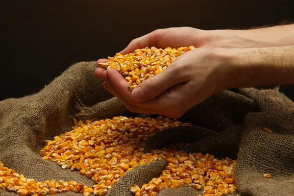 Man hands with grain, on brown corn background — Stock Photo, Image