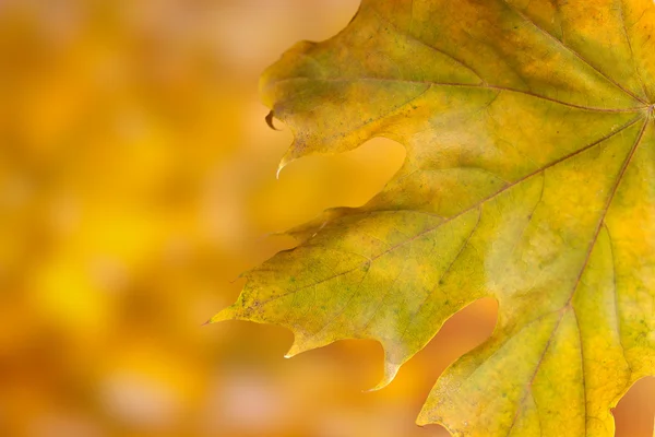 Dry autumn maple leaf on yellow background — Stock Photo, Image