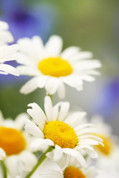 Beautiful wild camomiles, outdoors — Stock Photo, Image