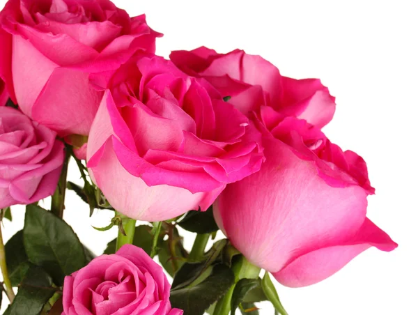Beautiful pink roses close-up isolated on white — Stock Photo, Image