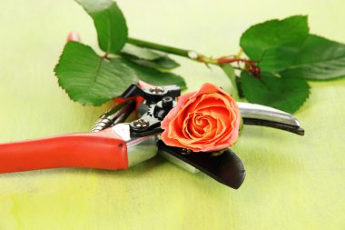 Bahçe secateurs ve gül ahşap masa yakın çekim üzerinde