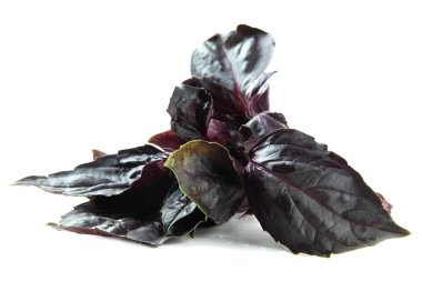 taze fesleğen, üzerinde beyaz izole