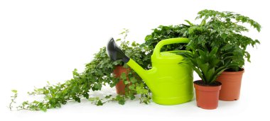 güzel çiçekler üzerinde beyaz izole tencere